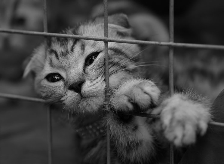 Юмор по-кошачьи