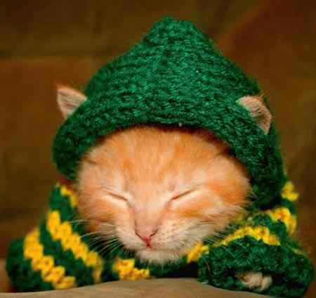 Юмор по-кошачьи