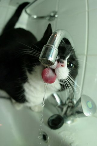 Юмор по-кошачьи