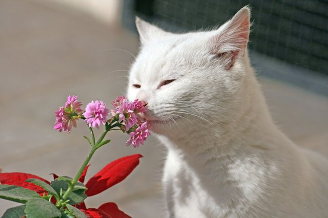 Юмор по-кошачьи