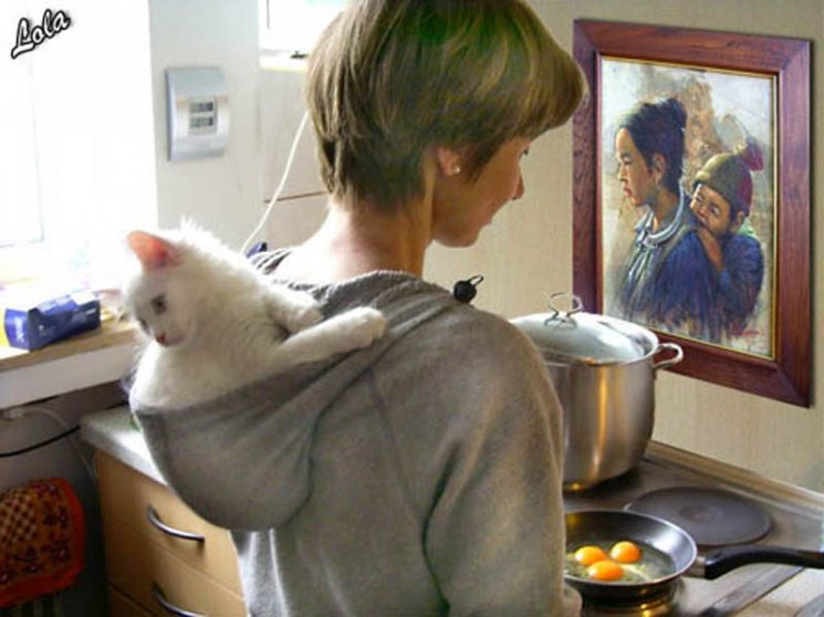 Юмор по-кошачьи