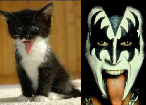 Юмор по-кошачьи