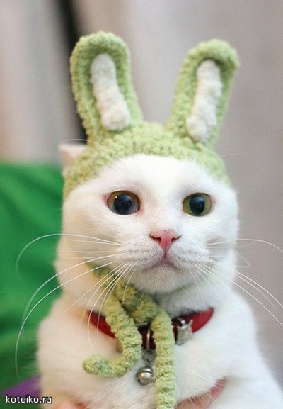 Юмор по-кошачьи