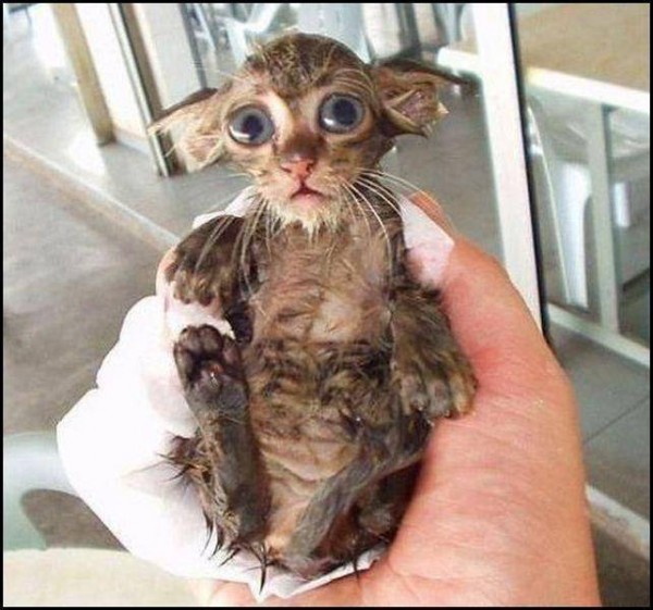 Юмор по-кошачьи