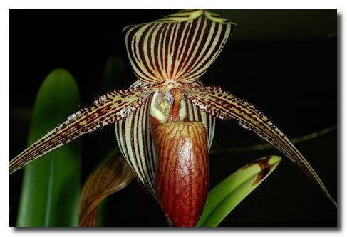 Самые дорогие цветы в мире Самые дорогие цветы в мире