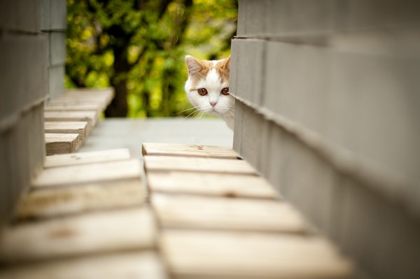 Коты - невидимки II Коты прячутся