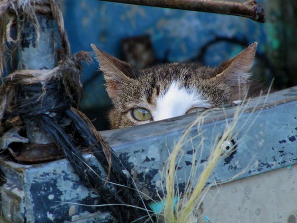 Коты - невидимки II Коты прячутся