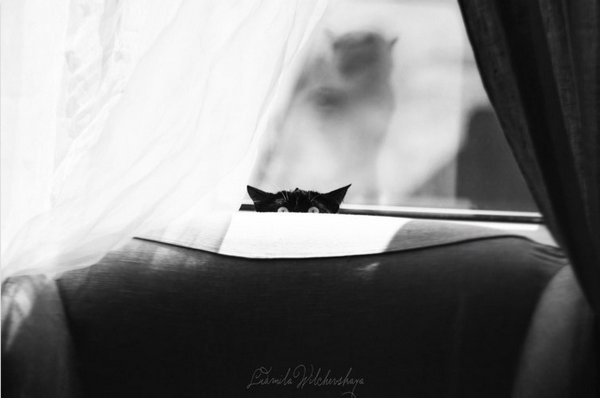 Коты - невидимки II Коты прячутся