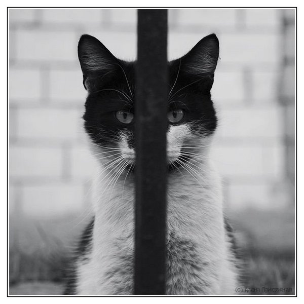 Коты - невидимки II Коты прячутся