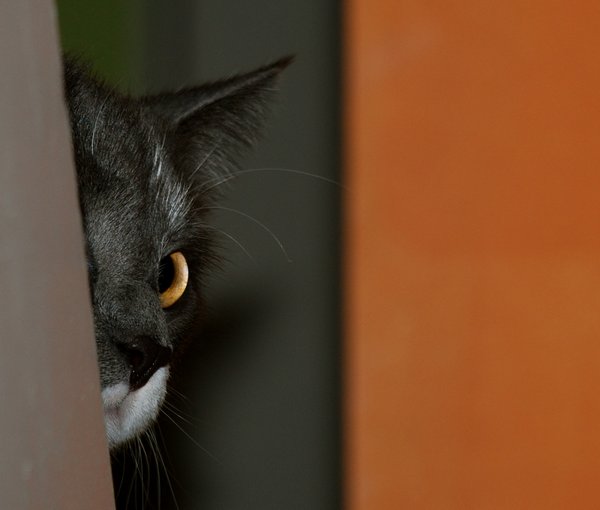 Коты - невидимки II Коты прячутся