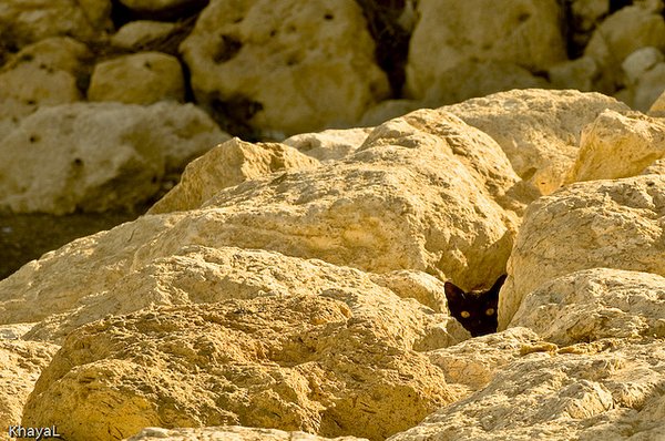 Коты - невидимки II Коты прячутся