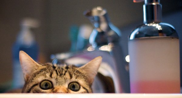 Коты - невидимки II Коты прячутся