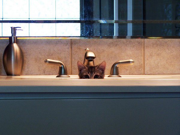 Коты - невидимки II Коты прячутся