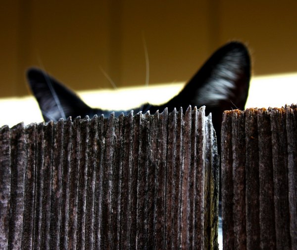 Коты - невидимки II Коты прячутся