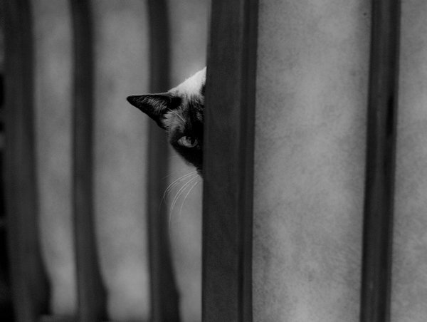 Коты - невидимки II Коты прячутся