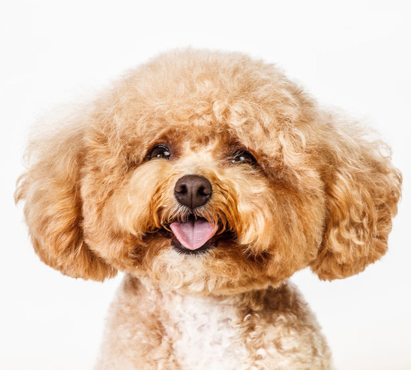 фото,собаки,портреты,порода