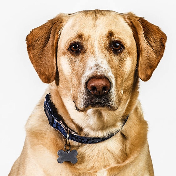 фото,собаки,портреты,порода