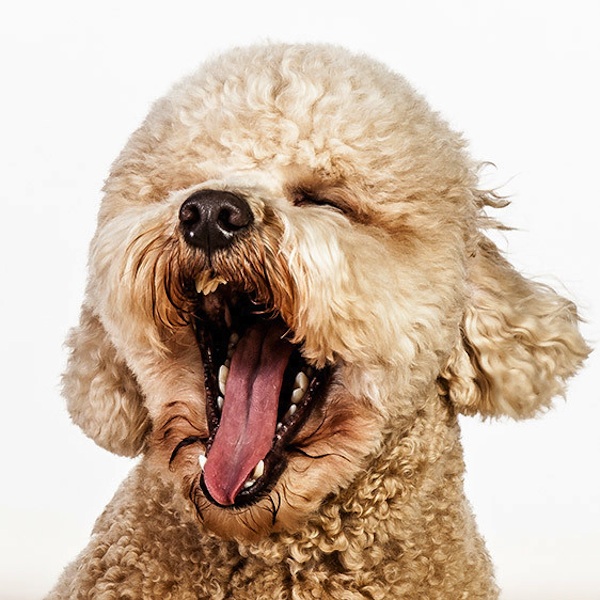 фото,собаки,портреты,порода