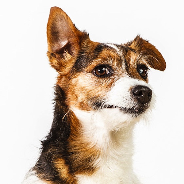 фото,собаки,портреты,порода