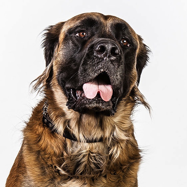 фото,собаки,портреты,порода