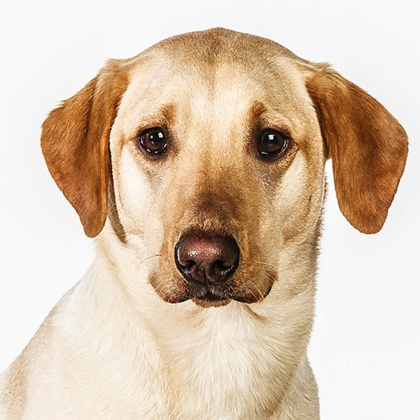 фото,собаки,портреты,порода