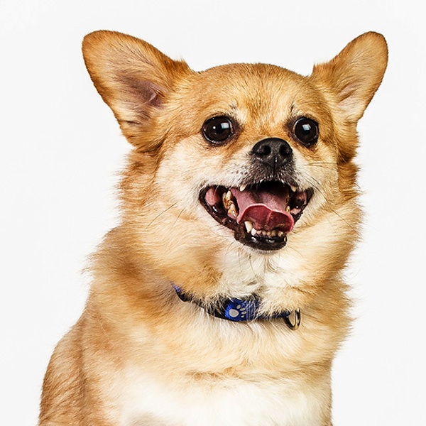 фото,собаки,портреты,порода