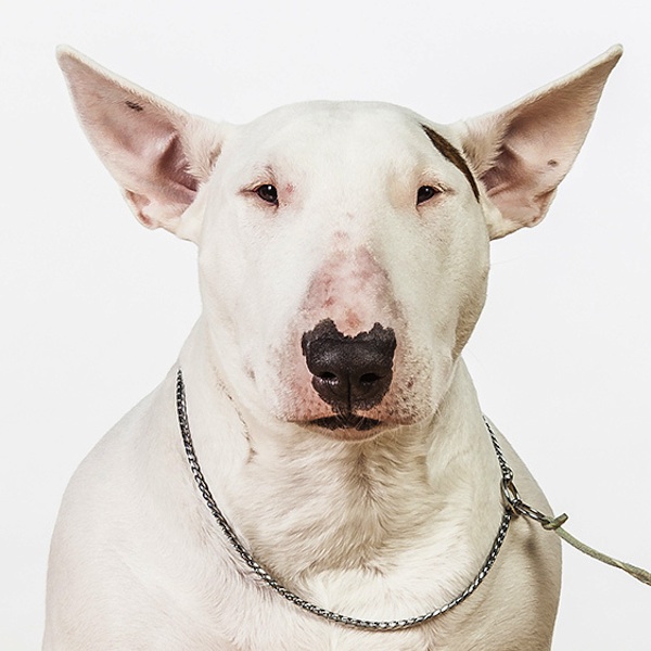 фото,собаки,портреты,порода