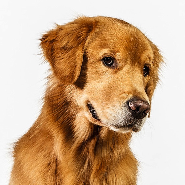 фото,собаки,портреты,порода