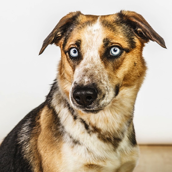 фото,собаки,портреты,порода