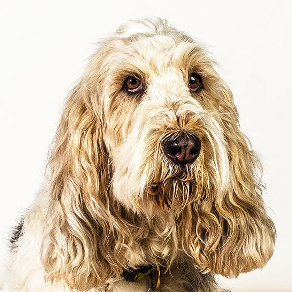 фото,собаки,портреты,порода