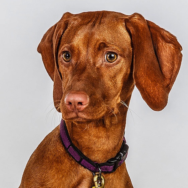 фото,собаки,портреты,порода