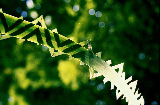 Земное искусство Уолтера Мейсона