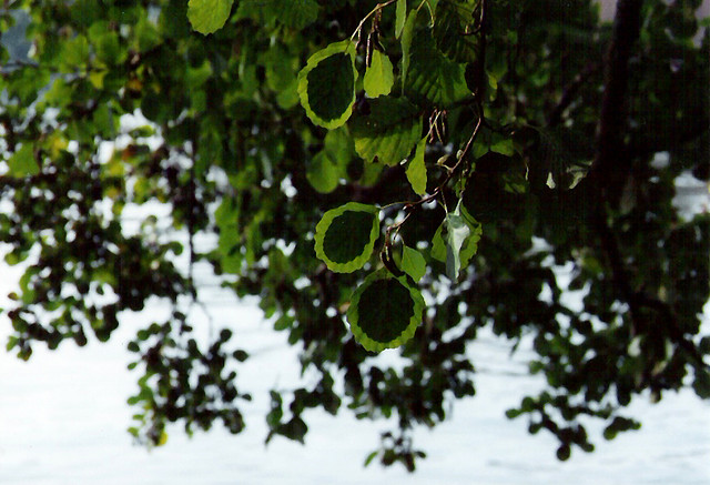 Земное искусство Уолтера Мейсона