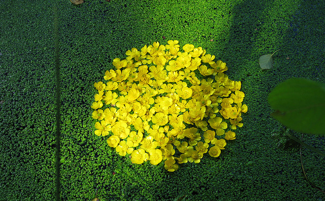 Земное искусство Уолтера Мейсона