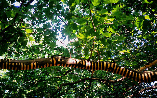 Земное искусство Уолтера Мейсона