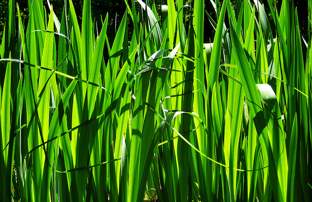 Земное искусство Уолтера Мейсона