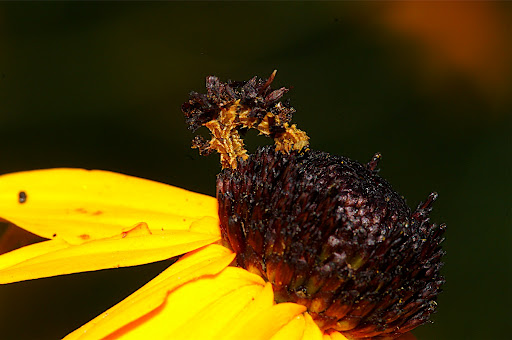 насекомые,гусенница,цветок,пяденица
