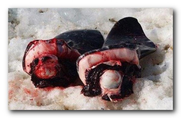 10 самых мерзких деликатесов