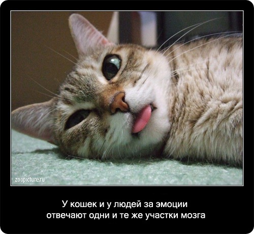 Интересные факты о кошках