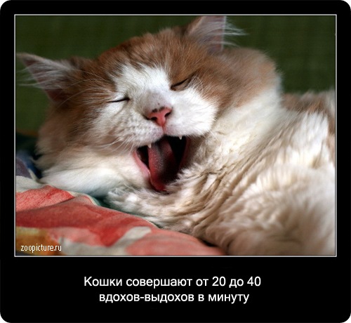 Интересные факты о кошках