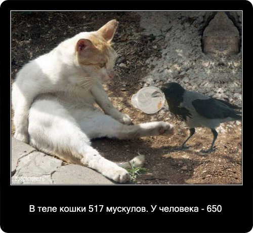 Интересные факты о кошках