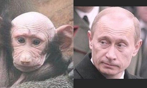 Забавные сходства мировых звёзд и персонажей мультфильмов, животных