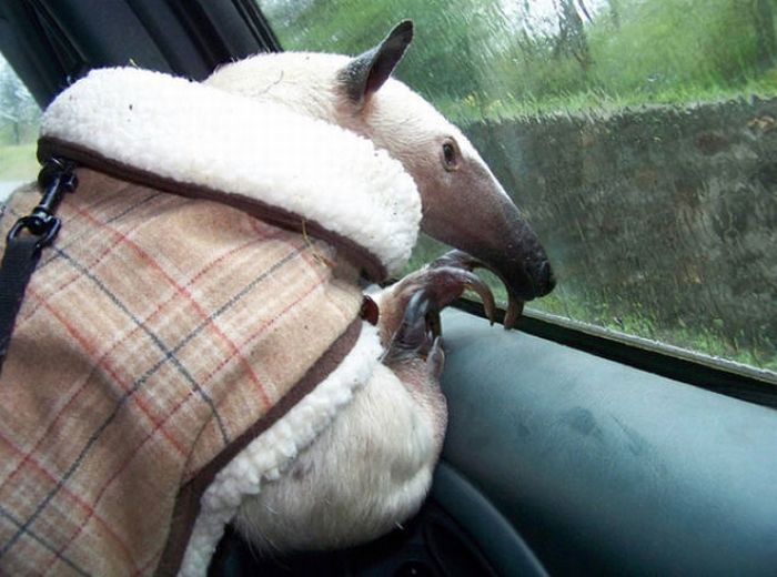 Мой милый, домашний муравьед