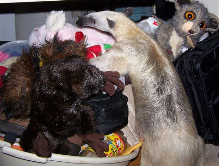 Мой милый, домашний муравьед