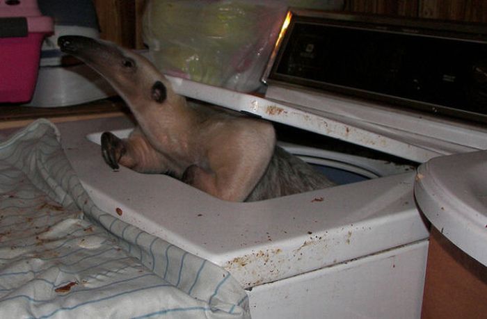 Мой милый, домашний муравьед