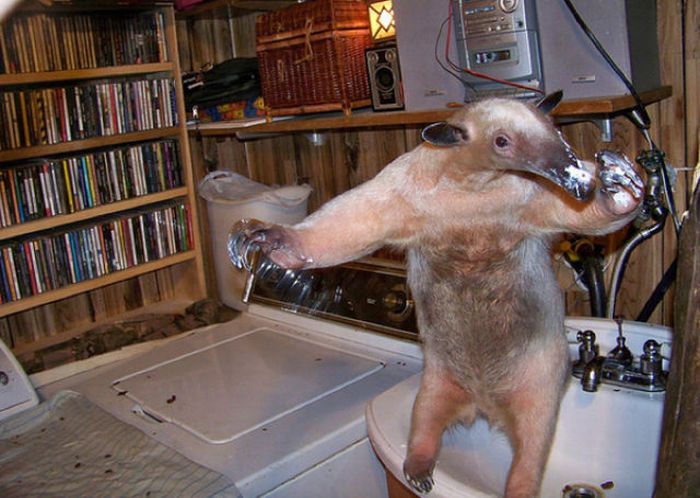 Мой милый, домашний муравьед