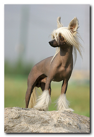 Самые дорогие домашние животные