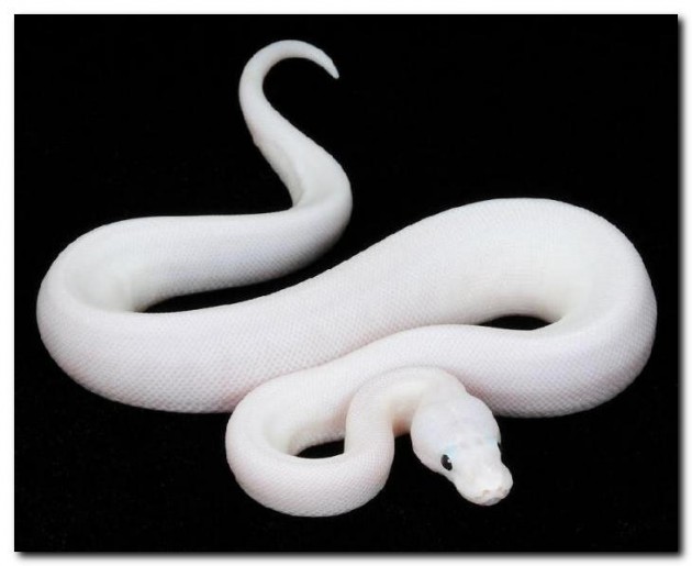 Самые дорогие домашние животные