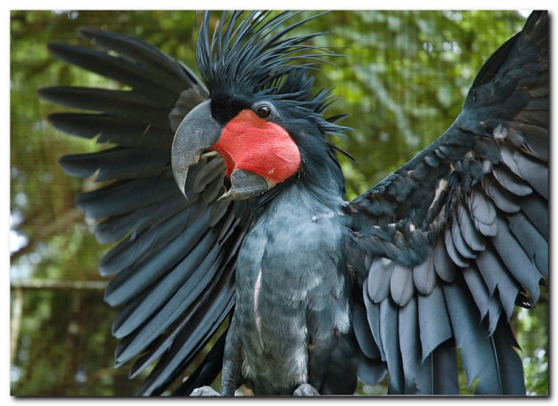 Самые дорогие домашние животные