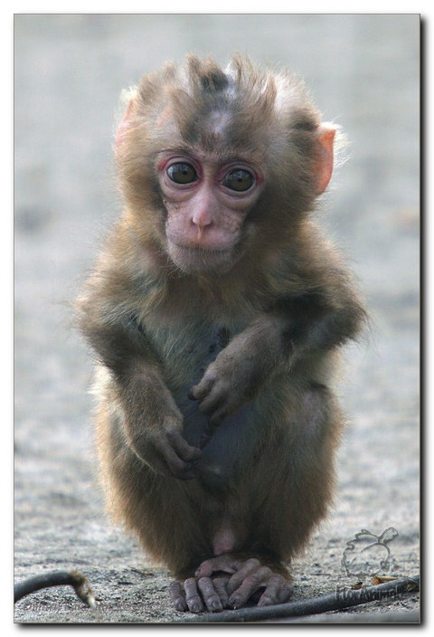 Самые дорогие домашние животные